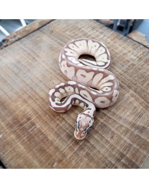 Ball Python Lesserbee Cypress Female 1366